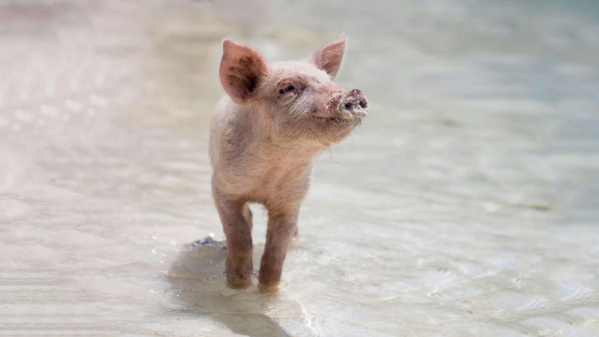 Un animale nella natura