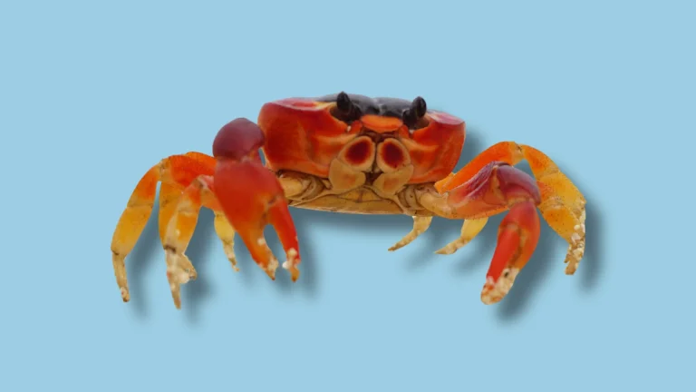 Dalla parte dei Crostacei