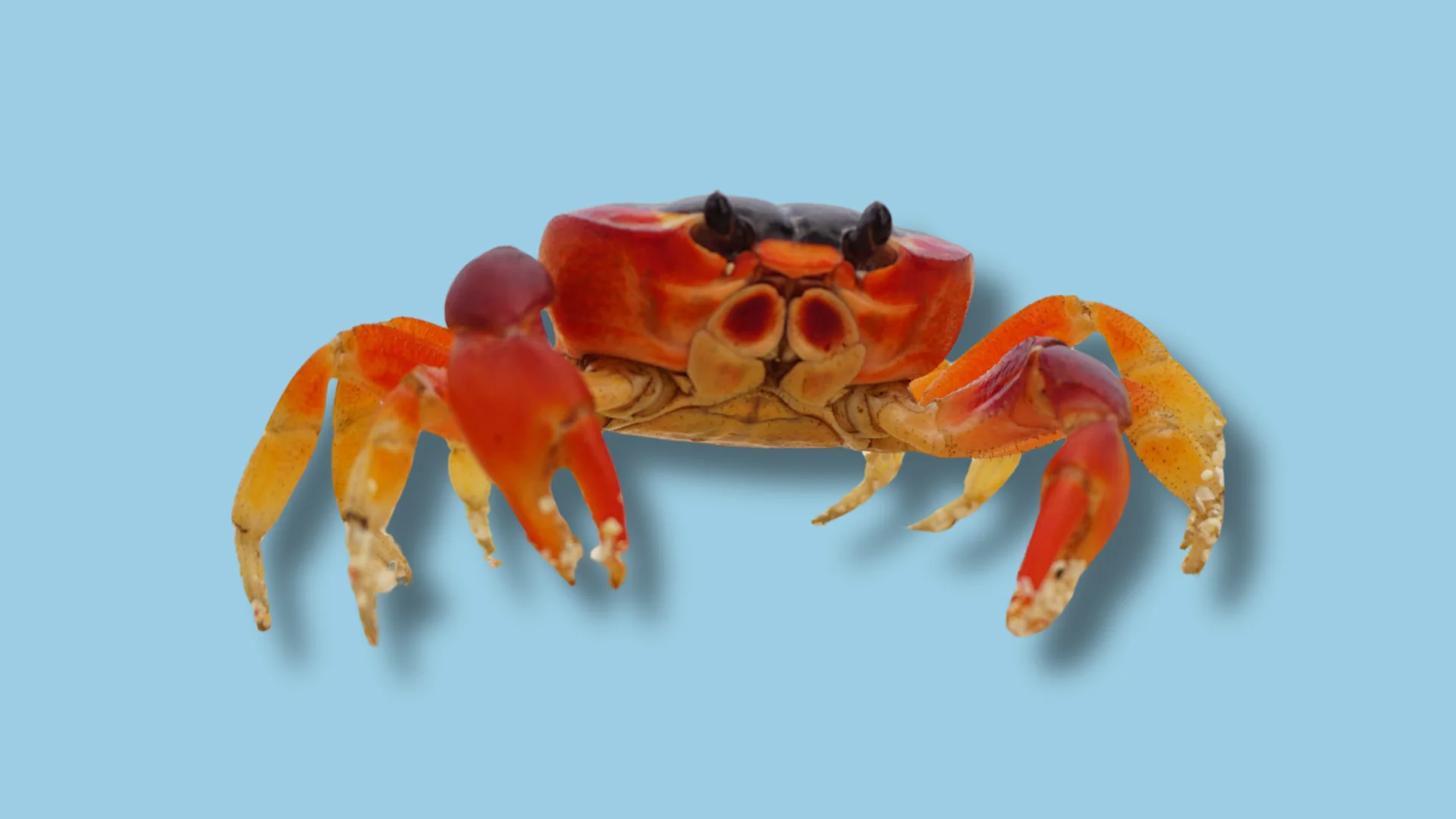 Dalla parte dei crostacei