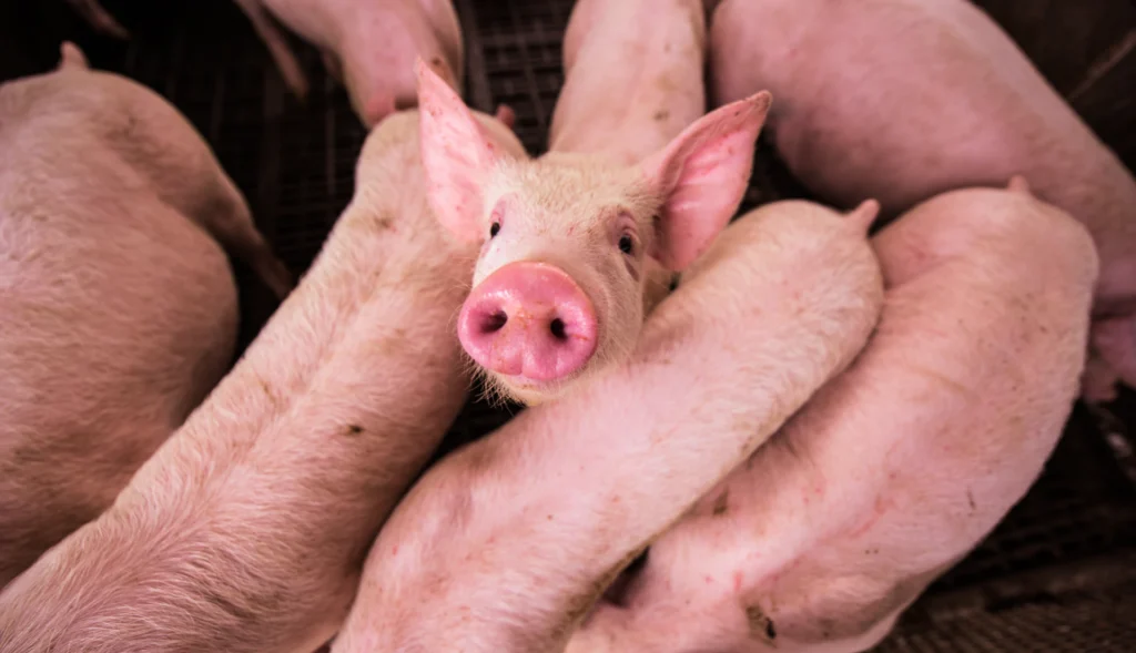Stop alle importazioni crudeli: è il momento di portare le regole UE sul benessere animale oltre confine