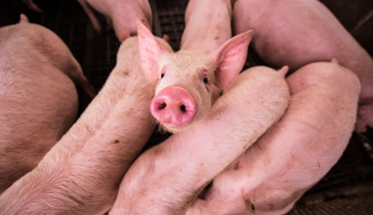 Stop alle importazioni crudeli: è il momento di portare le regole UE sul benessere animale oltre confine