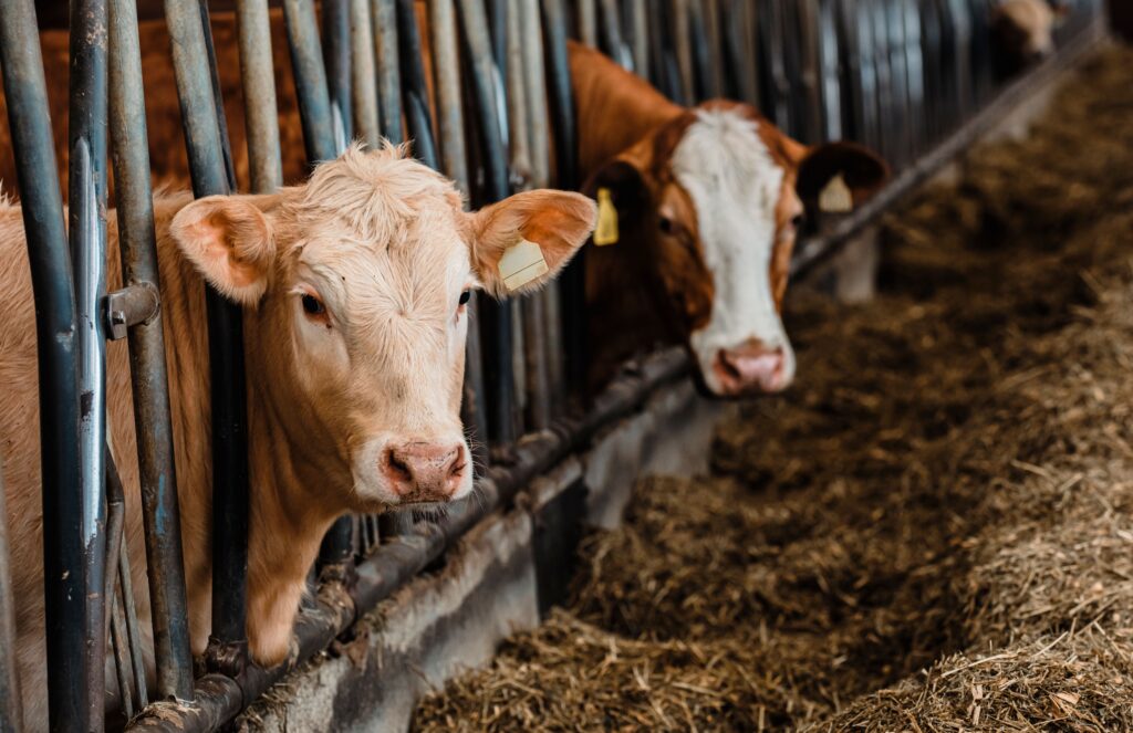 La Livestock Strategy europea: promesse ritrovate, obblighi ancora assenti