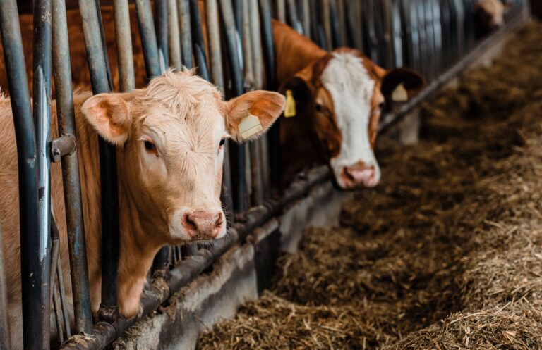 La Livestock Strategy europea: promesse ritrovate, obblighi ancora assenti
