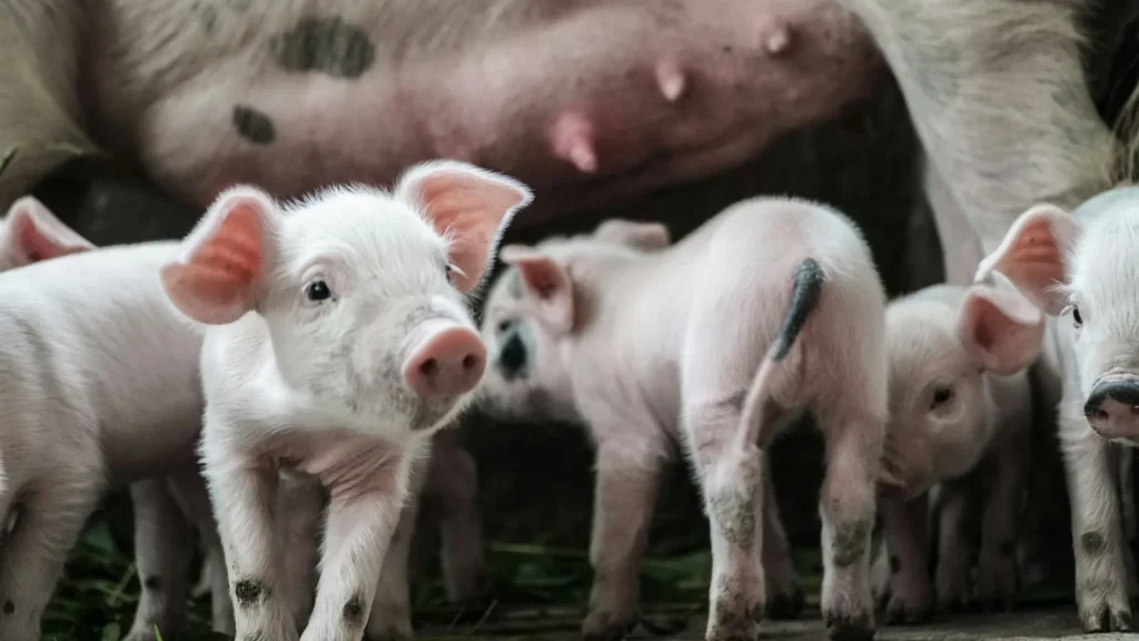 Maialini con la coda intera in un recinto, accanto alla scrofa