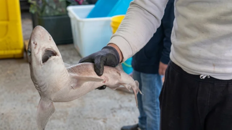 Pescheria di Bitonto (BA)