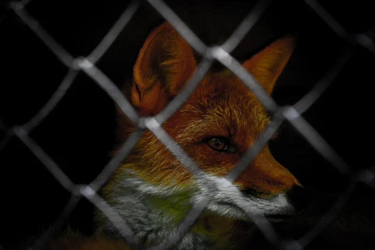 Il parere dell’EFSA sugli allevamenti da pelliccia