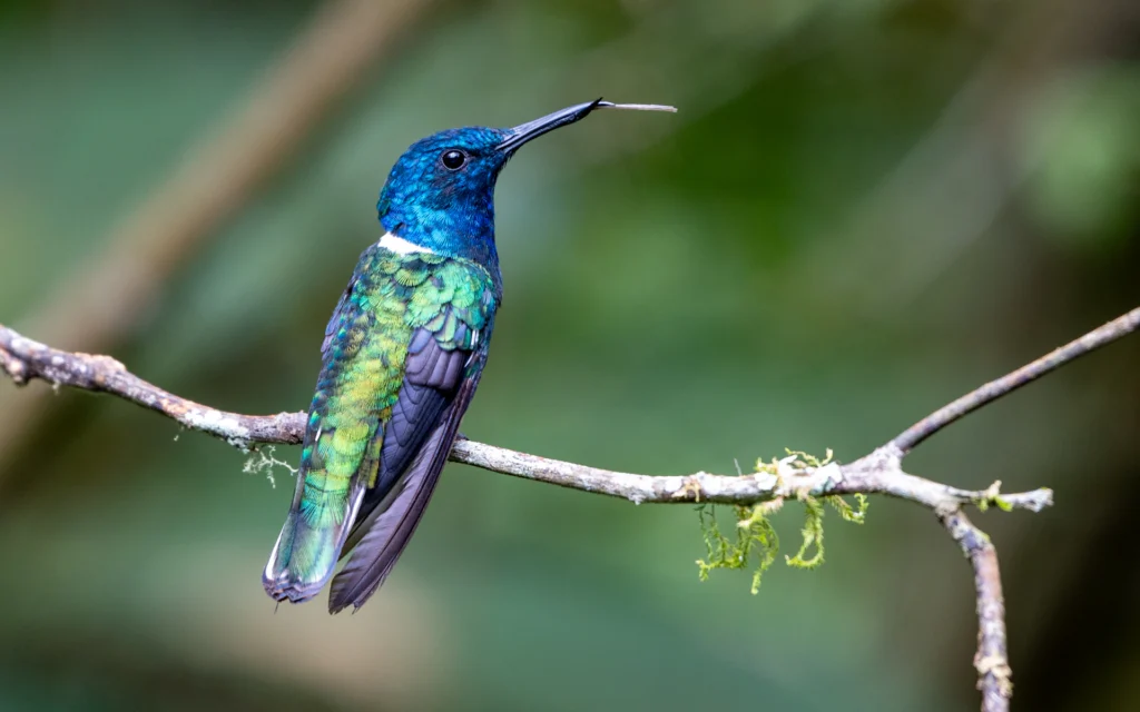 Il principio di precauzione a rischio con l’accordo Mercosur