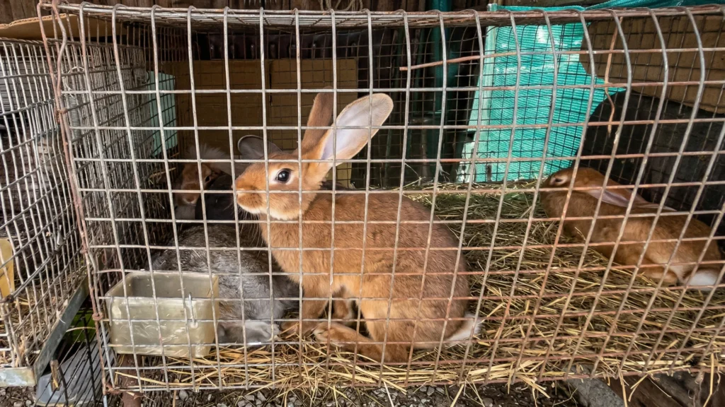 Conigli in gabbia in Piemonte